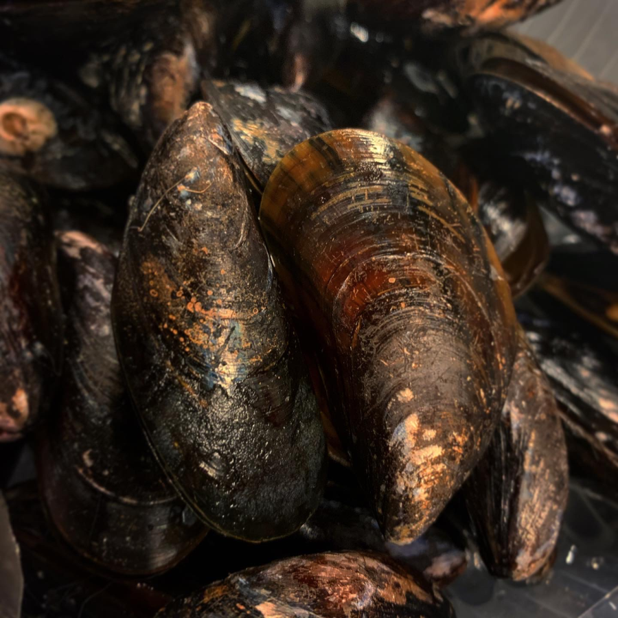 Miesmuscheln in Tomatensoße